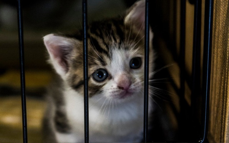 Zbiórka Fundacja Małe Łapki - zdjęcie główne