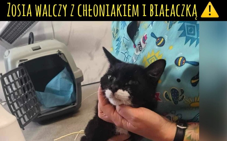 Zbiórka Zosia już 9 miesięcy walczy... - zdjęcie główne