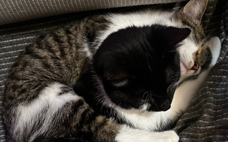 Zbiórka Na kastrację,badania,szczepienie - zdjęcie główne