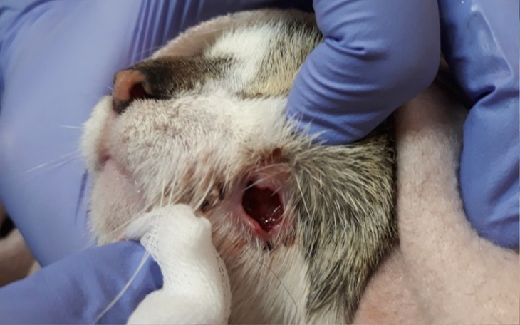 Zbiórka kotka z dziurą w pyszczku - zdjęcie główne