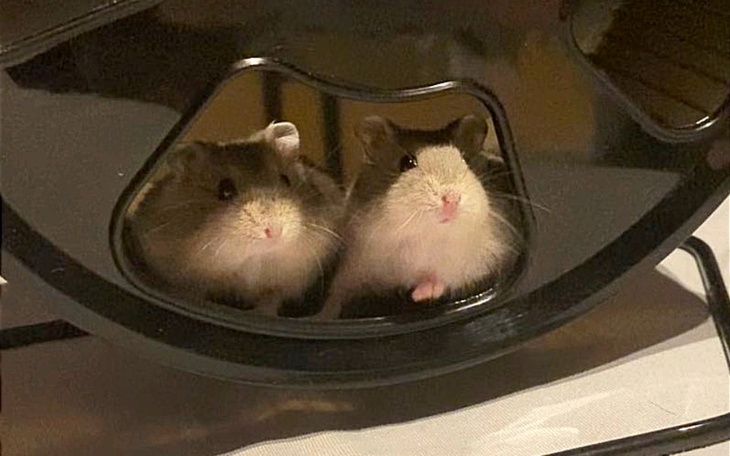 Zbiórka Małe myszki i chomiki - zdjęcie główne