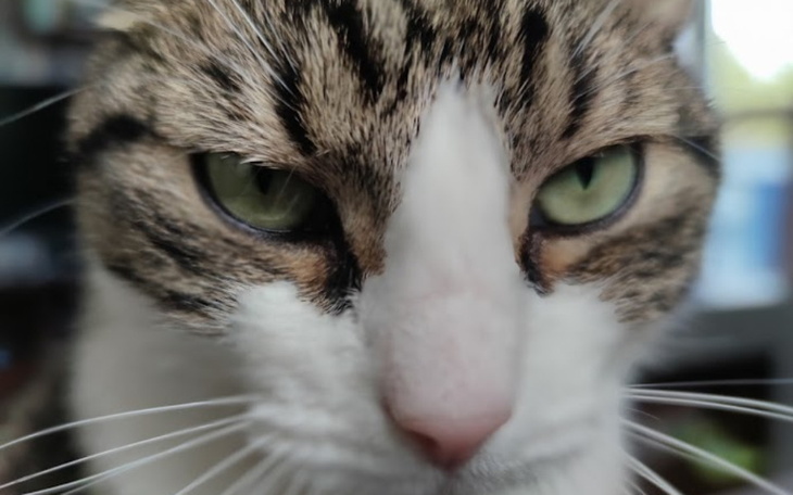 Zbiórka Pomóż Felkowi wygrać z FIV - zdjęcie główne