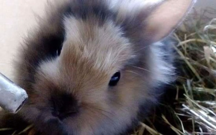 Zbiórka Zbiórka króliczka - zdjęcie główne