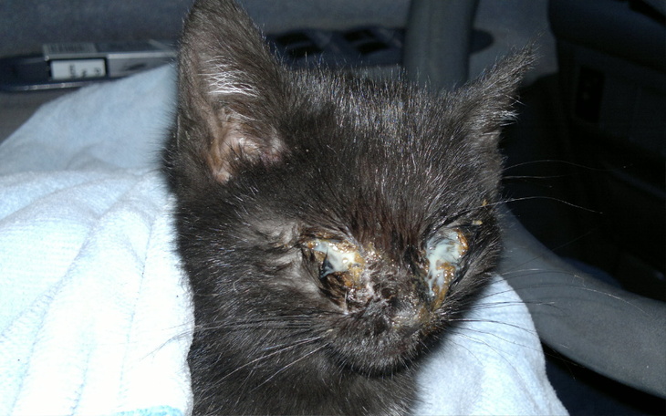 Zbiórka Stop Bezdomności - zdjęcie główne