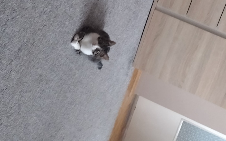 Zbiórka Na leki dla bezdomnych zwierząt - zdjęcie główne