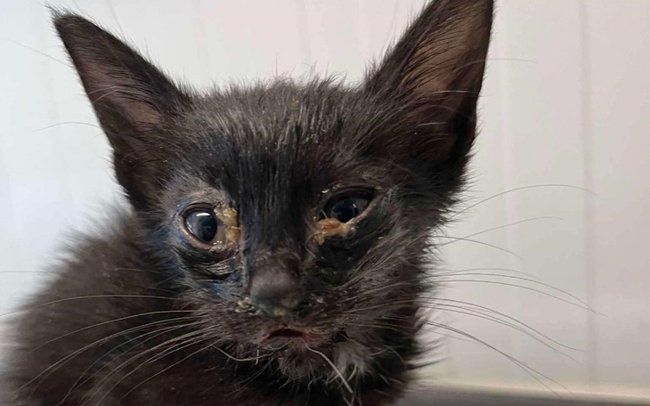 Czarny kotek z problemami zdrowotnymi, z widocznymi objawami.