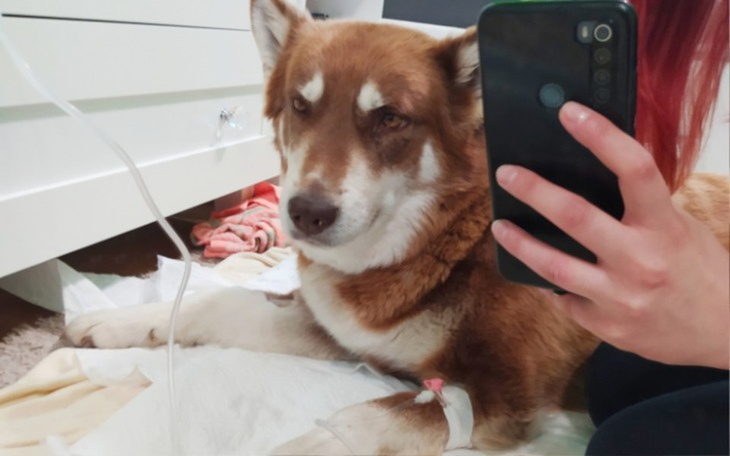 Zbiórka Dializa dla Roxi - zdjęcie główne