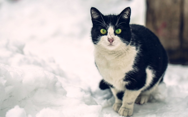 Zbiórka Na rzecz bezdomnych zwierząt - zdjęcie główne