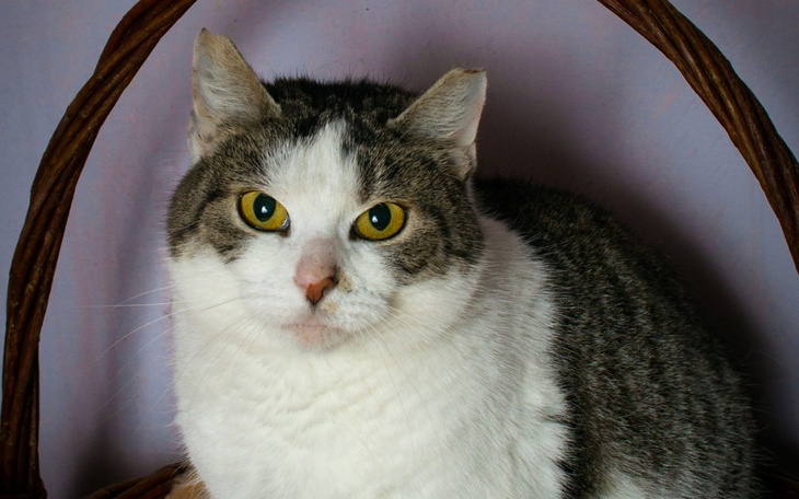 Zbiórka Urodziny Dominiki - zdjęcie główne