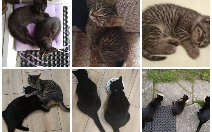 Zbiórka Karma dla potrzebujących kociąt - zdjęcie główne
