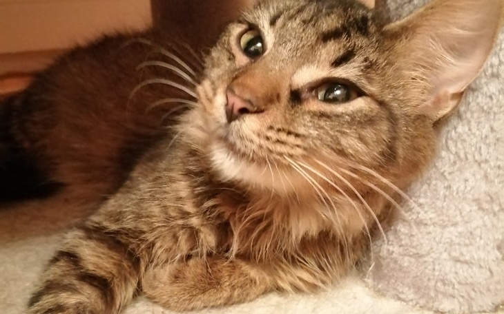 Zbiórka Uratowana Kotka Walczy o zycie - zdjęcie główne