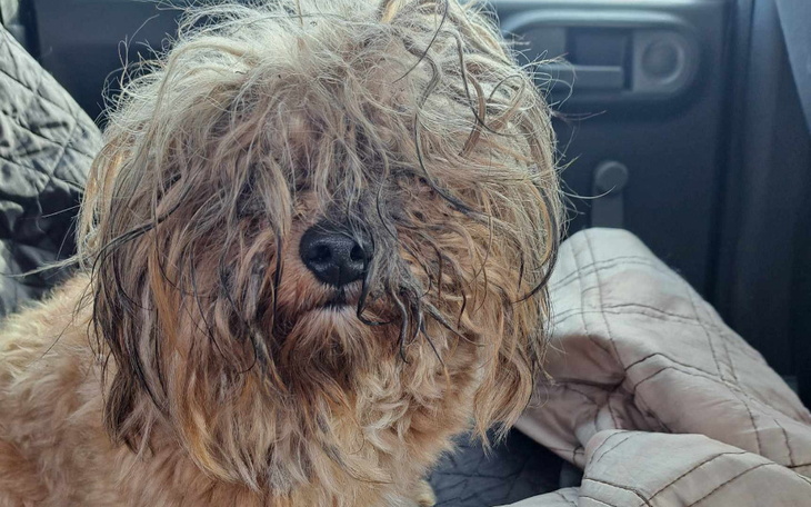 Pies z długą sierścią, wygląda na zdezorientowanego.