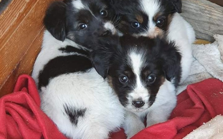 Zbiórka Po nowe życie, transport. - zdjęcie główne