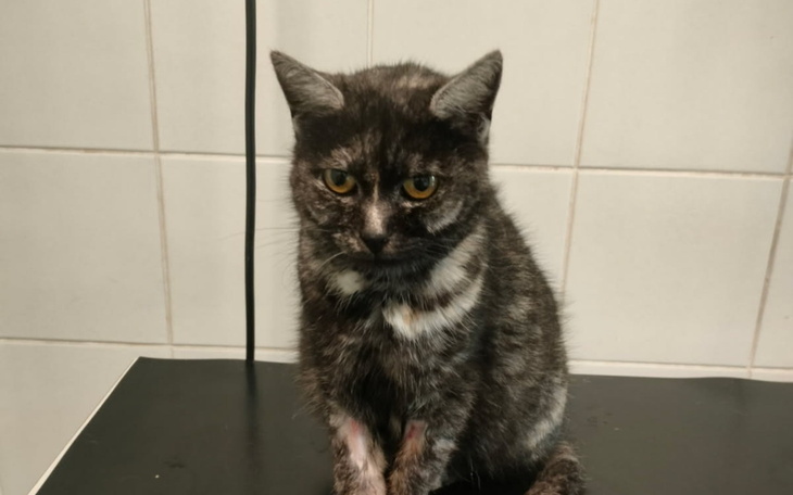 Szary kot siedzący na stole, z wyrazem smutku.