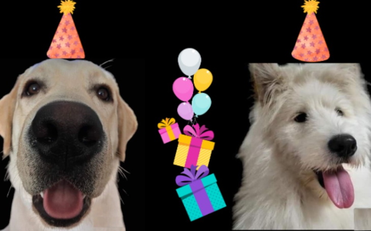 Zbiórka URODZINY Alka i Juniora - zdjęcie główne