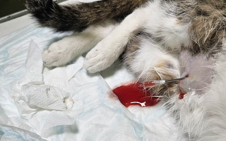 Kot w trakcie leczenia, widoczna krew i igła.