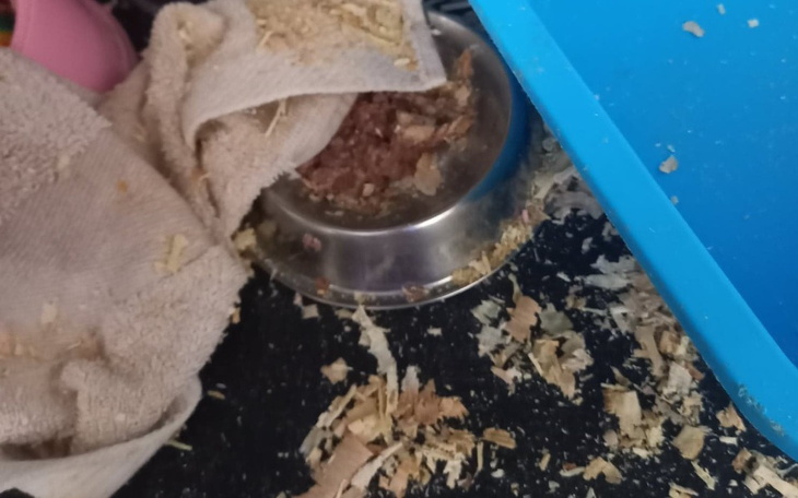 Zbiórka Na żwirek dla kociaków Reksiaków - zdjęcie główne