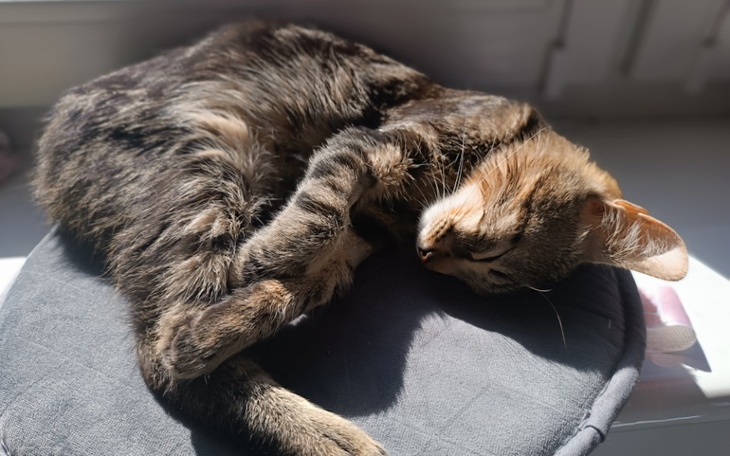 Zbiórka NUNO-kotek - zdjęcie główne