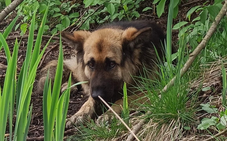 Zbiórka Na pomoc owczarkowi z bagien - zdjęcie główne