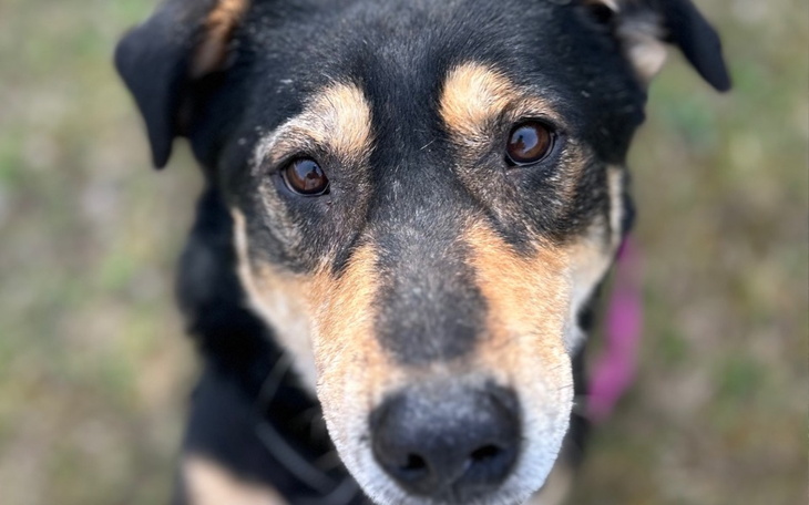 Zbliżenie na psa z wyrazem twarzy.