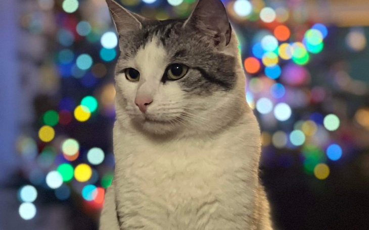 Zbiórka KotRysiek.Operacja ortopedyczna - zdjęcie główne