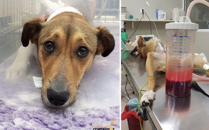 Zbiórka DUBI po wypadku. Prosi o pomoc. - zdjęcie główne