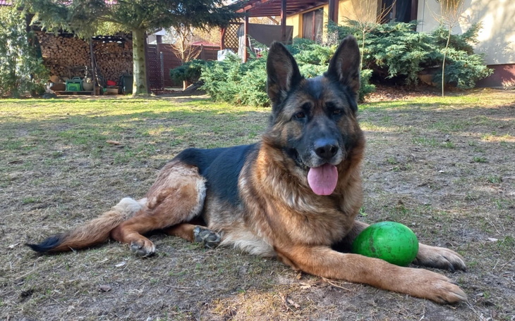 Owczarek niemiecki leży na trawie z zieloną piłką.