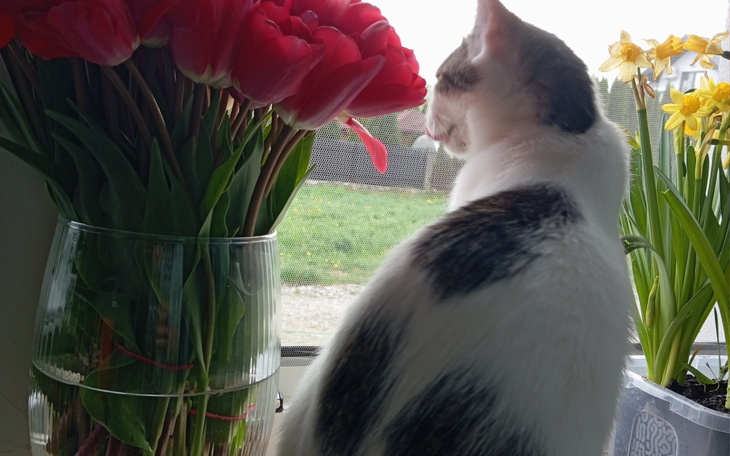 Kot siedzi przy oknie, wącha kwiaty, otoczony wiosennym krajobrazem.