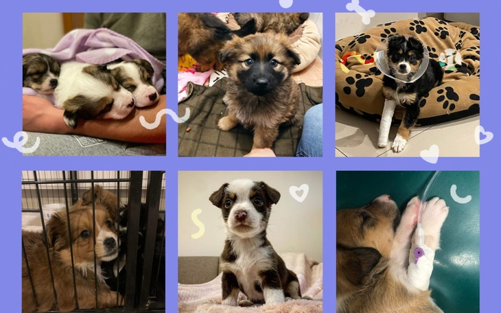 Zbiórka Na pomoc szczeniakom - zdjęcie główne