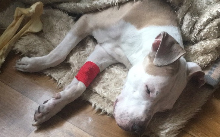 Zbiórka Asta - rak chłonniak - zdjęcie główne