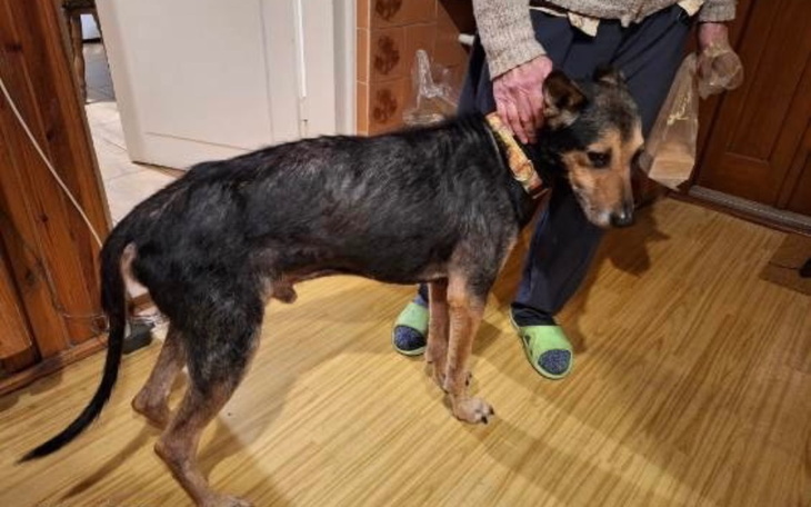 Zbiórka Pomoc dla Rexa - zdjęcie główne