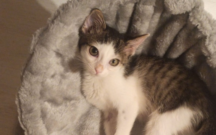 Kotek leżący w miękkim legowisku, z ciekawym spojrzeniem.