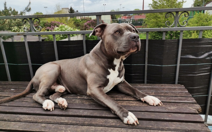 Zbiórka Na operację dla Axelka - zdjęcie główne