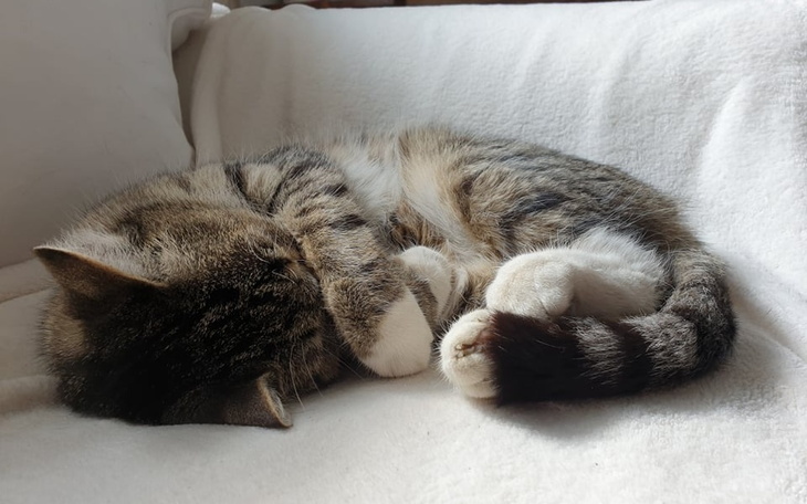 Zbiórka Zdrowie Kici - zdjęcie główne