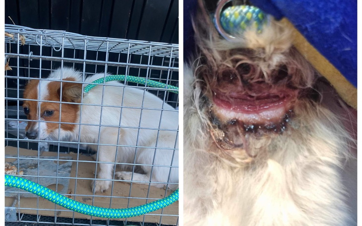 Zbiórka Dramat Dropsika i Mimi. - zdjęcie główne