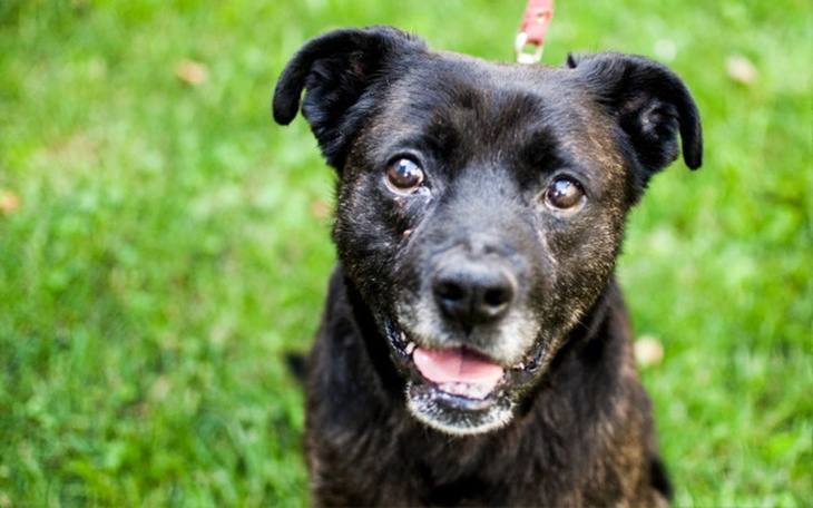 Zbiórka Staruszek Staś prosi o pomoc... - zdjęcie główne