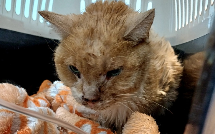 Chory kot odpoczywa na kocyku.