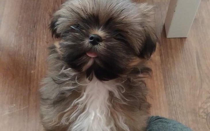 Zbiórka Franek czeka na tomograf wątroby - zdjęcie główne