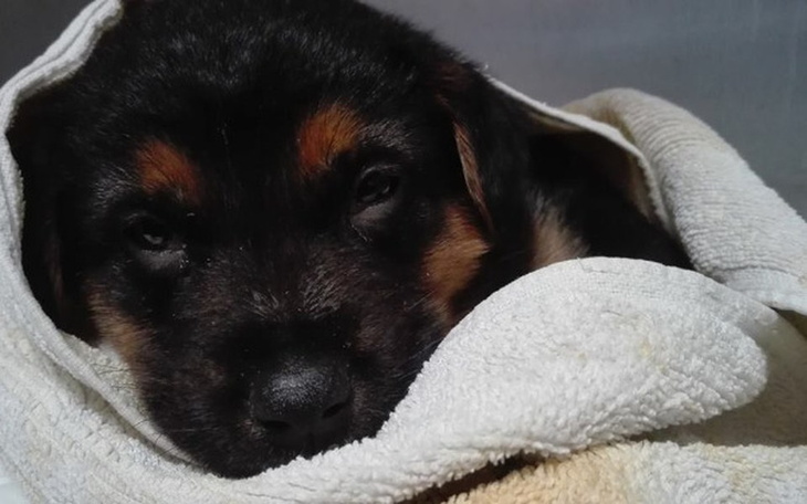 Zbiórka Brave - psiak zabrany z piekła - zdjęcie główne