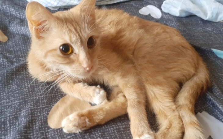 Zbiórka Bez naszego wsparcia Rudy umrze - zdjęcie główne