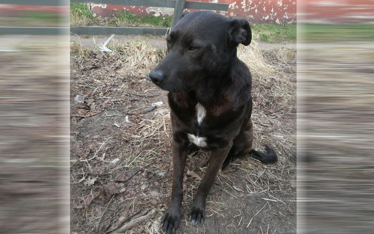 Czarny pies siedzący na ziemi w zaroślach.