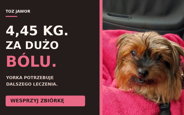 Blisko twarzy psa rasy chihuahua, z żółtą chustą na szyi.