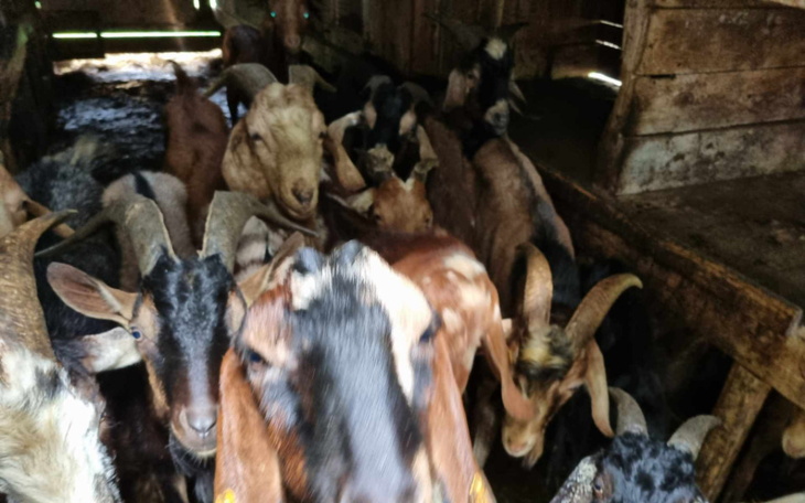 Zbiórka 80 zagłodzonych kóz - zdjęcie główne