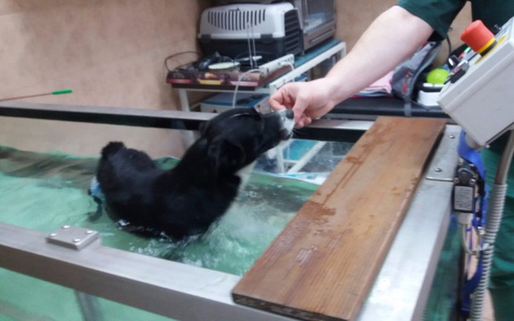 Zbiórka Rehabilitacje wodne dla Czarnego - zdjęcie główne