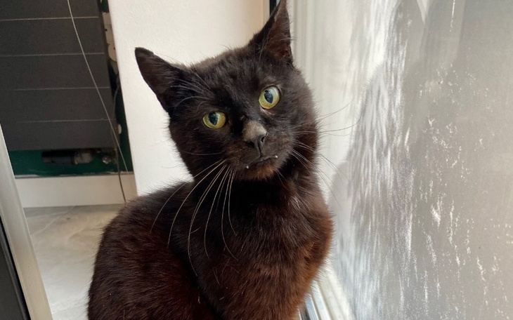 Czarny kot z zielonymi oczami, patrzący w obiektyw.