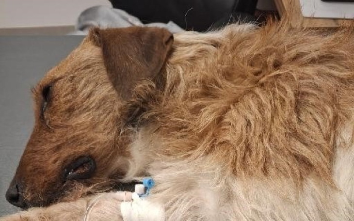 Zbiórka Kodi umiera - ratujmy go - zdjęcie główne