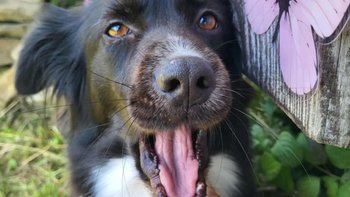 Zbiórka Urodzinowa zbiórka Kasi - miniaturka zdjęcia