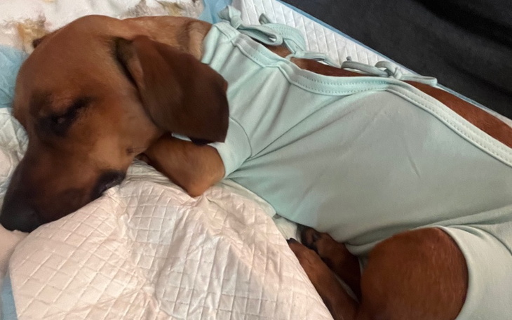 Zbiórka Leczenie Scooby - zdjęcie główne