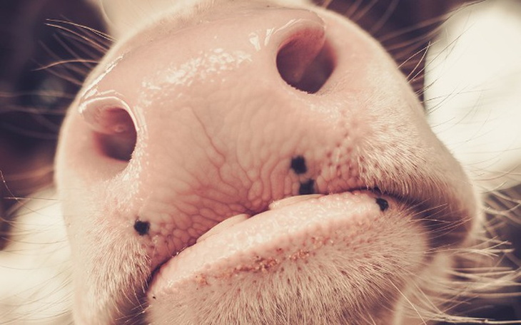 Zbliżenie na nos krowy, z wyraźnymi detalami.