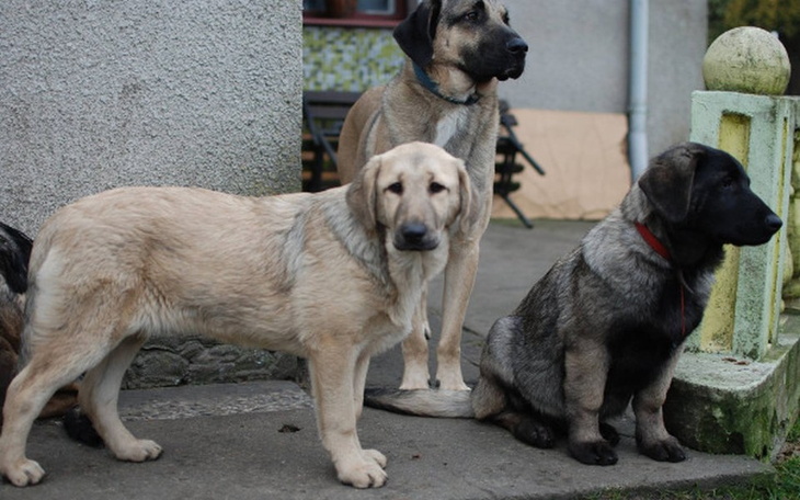 Zbiórka Pomoc dla czworonożnych - zdjęcie główne